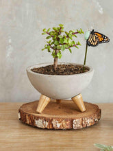 bonsai-de-jade-planta-de-la-suerte-suculentas-cuidados-regalos-con-suculentas-regalos-para-hombres-regalo-de-pesame-capullo-de-mariposa-crisalida-habibi-plantitas.jpg